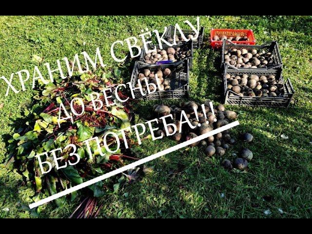 Я храню свёклу до весны без погреба.