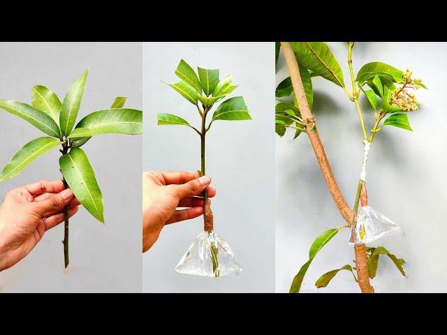 Mango grafting technique with WATER !! in February | how to graft mango tree in summer