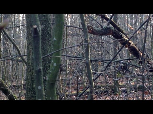 Лай косули. / Roe deer barking.