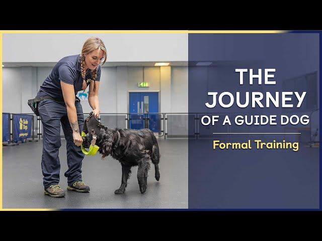 Formal Training | Episode 5 | The Journey of a Guide Dog