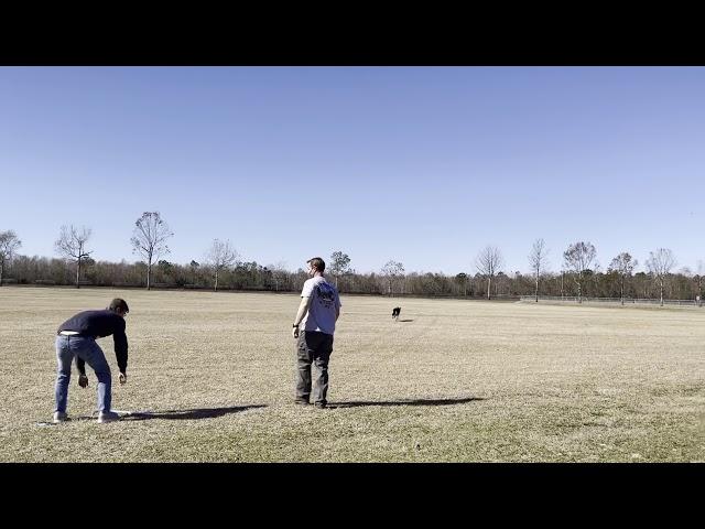 The Marvelous Miss Maggie - 2020 Sandy Paws Coursing Ability Test (CAT) - Sunday AM