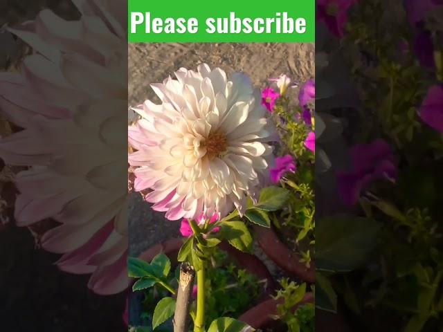 very beautiful flowers #flowers #viralvedio #shorts #shortvideo #short #creativetutorials