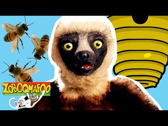 Zoboomafoo with the Kratt Brothers! BUZZY BEES | Full Episodes Compilation