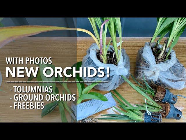 NEW ORCHIDS from Golden Bloom Orchids | Tolumnia | Spathoglottis/Ground Orchids | Mini Orchid Haul