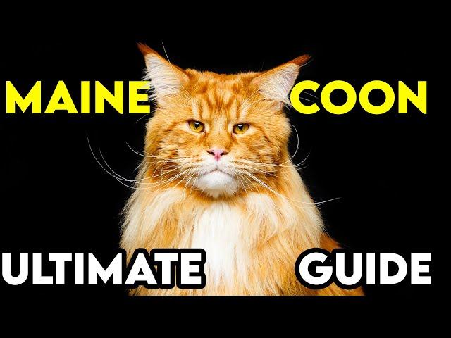 MAINE COON: We Asked 1000 Owners (2024 Guide)