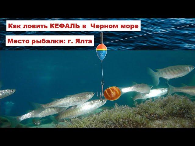 Рыбалка на кефаль.Ловля кефали с берега в черном море в Крыму.