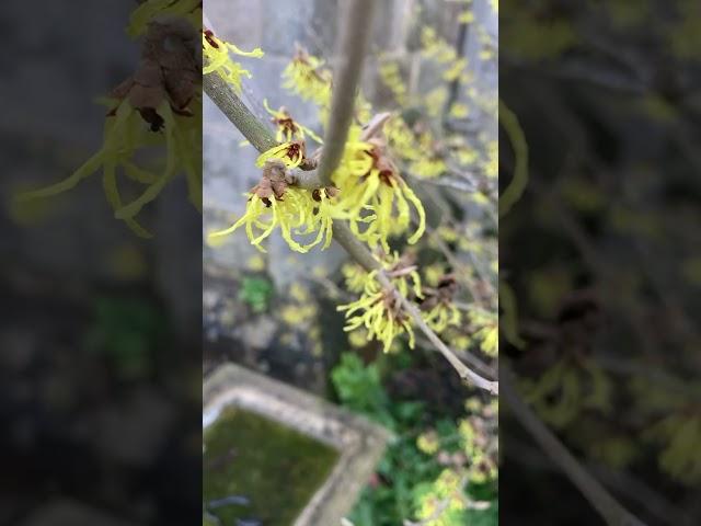 The Winter Garden Day 5 Hamamelis x intermedia ‘Arnold Promise’ #plants #garden #flowers