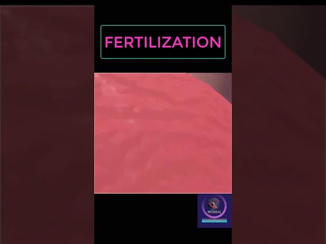 Fertilization Process #shorts #pregnancy #youtubeshorts