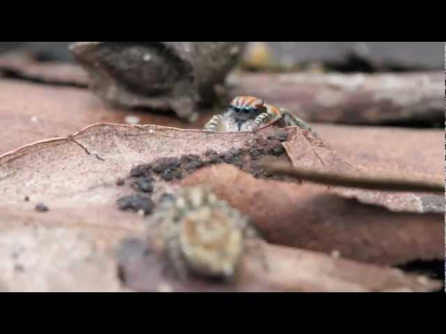 Peacock Spider 2 (Maratus tasmanicus)