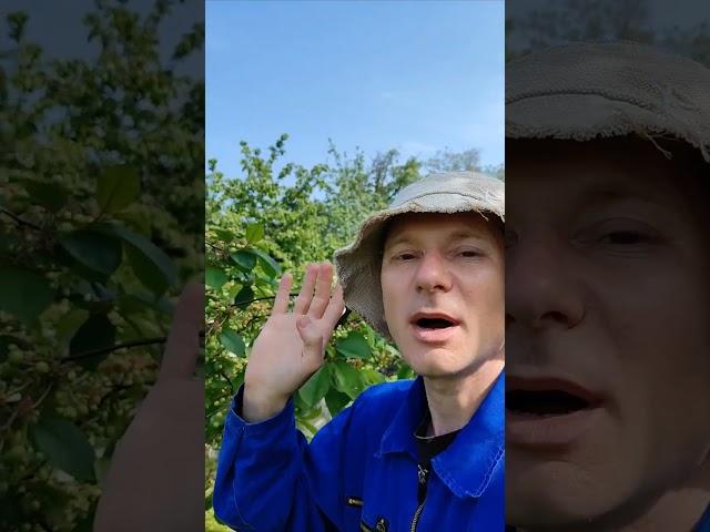 Cherry and sweet cherry will be worm-free #IgorCritiques #Garden #Gardening #Dacha