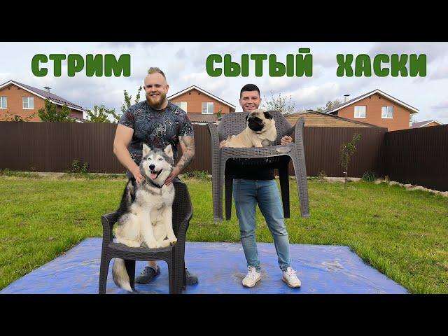 Стрим сытый хаски. Едим и закусываем.