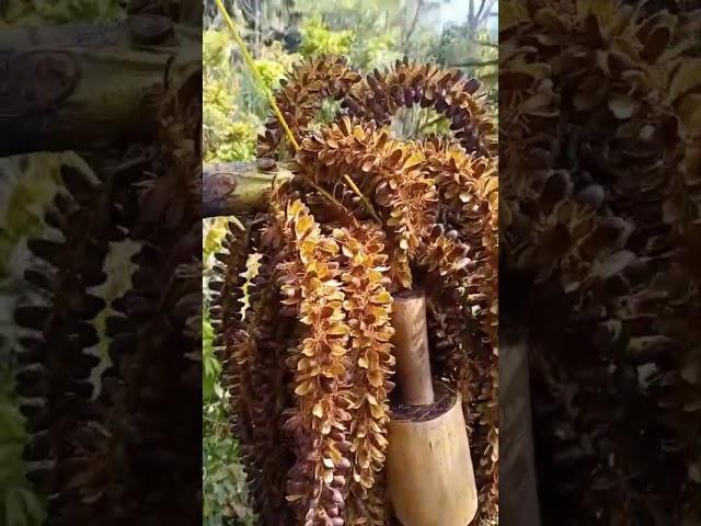 manggar aren yang sudah matang dan siap untuk dipotong