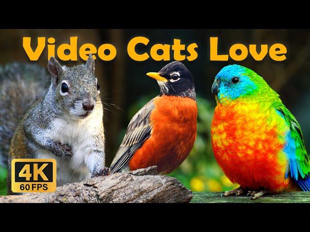 4 Hours Uninterrupted Birdbath Video For Cats To WatchThe Best Time Of Birds CatTV ~ 4K HDR