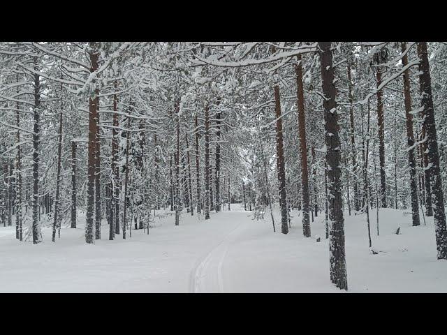 Поход в зимний лес. Опасный лёд. Ответы на комментарии. 13.12.24