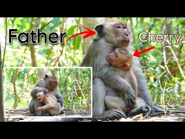 O.M.G Father Vanny take care Baby Cherry Monkey Amber Group Wildlife KH