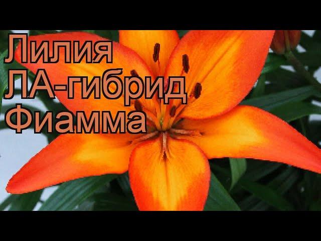 Лилия ла-гибрид Фиамма (lilium la-hybrid fiamma)  Фиамма обзор: как сажать, луковицы лилии Фиамма