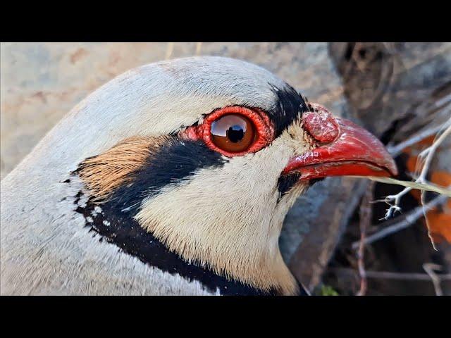 Keklik avi tuzakla Шикори Кабк Охота на куропатка Partridge hunting Kabk shikar شکار کبک Chukar avi