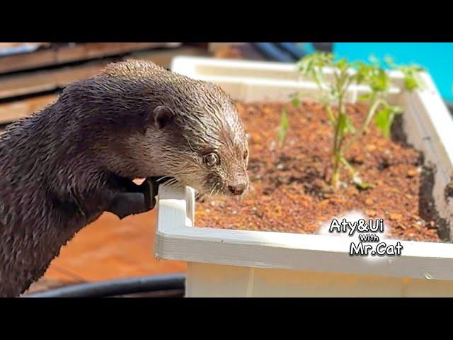 Gardening With Otters Is Super Hard Work [Otter Life Day 956]