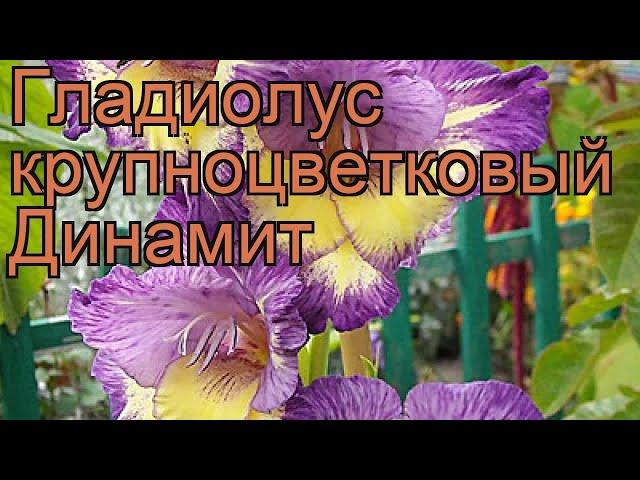 Гладиолус крупноцветковый Динамит (gladiolus)  обзор: как сажать, рассада гладиолуса Динамит