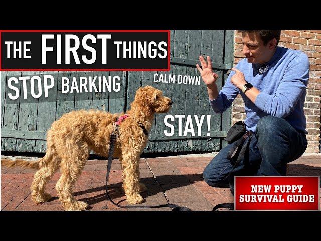 NEW PUPPY SURVIVAL GUIDE: How to Train ANY Dog to STOP Barking, Calm Down & Stay! (EP: 7)