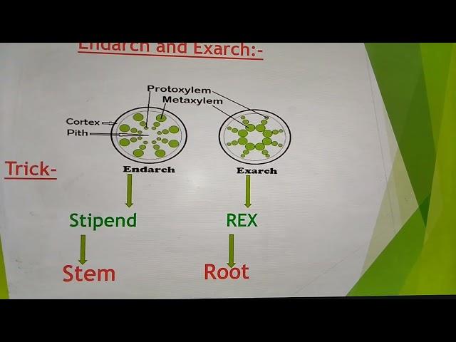 Endarch,Exarch,Open,Close Vascular bundles