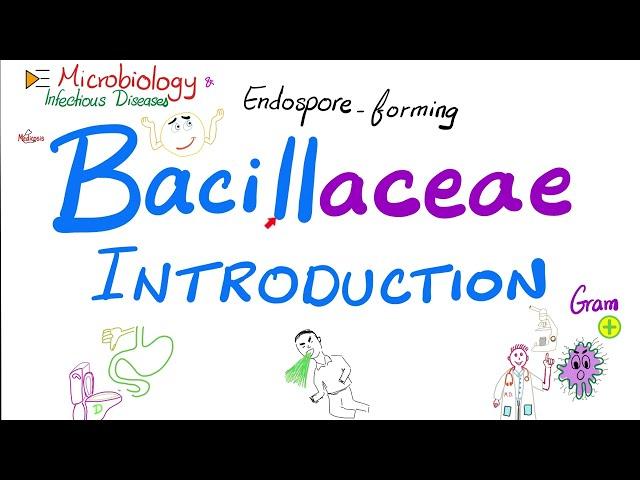 Introduction to Bacillaceae (Bacillus anthracis and Bacillus cereus) | Microbiology 