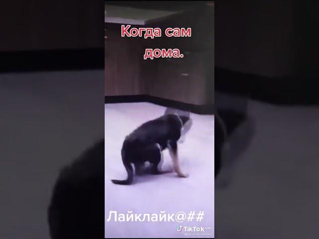 собака танцует.гопака