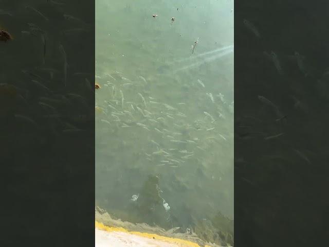 Wait for it… Do you see that?? Look at those perfect baitfish! #fishing #fish #seafood