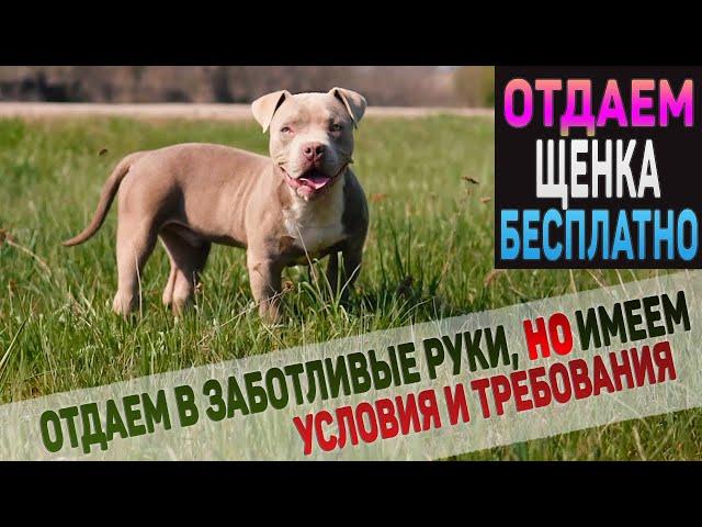 Американский Булли. Отдаем щенка БЕСПЛАТНО! Какие условия?