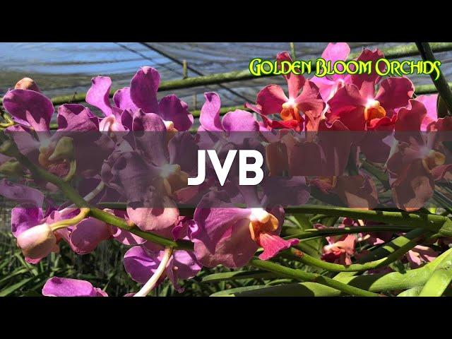 JVB ORCHIDS @ Golden Bloom Orchids