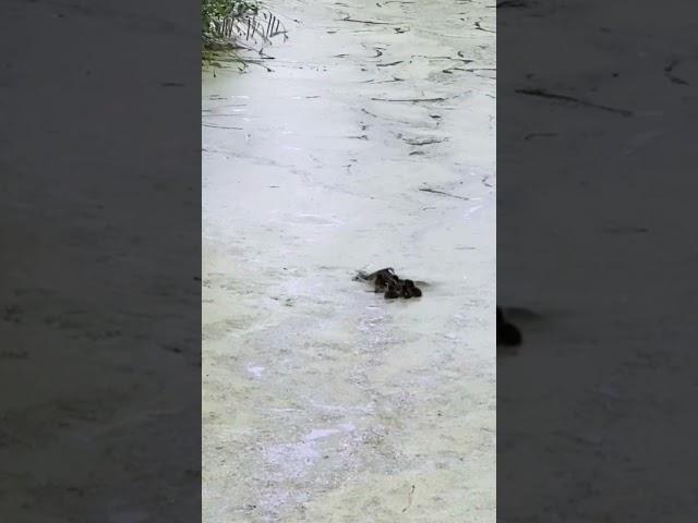 Quack Mama Duck's Adorable Hide-and-Seek Adventure! #Ducklings #HideAndSeek #MamaDuck #CuteAnimals