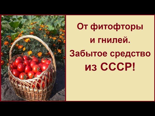 ОТ ФИТОФТОРЫ И ГНИЛЕЙ! ЗАБЫТОЕ СРЕДСТВО! ПРИВЕТ ИЗ СССР!