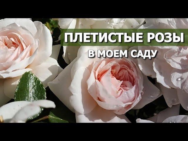 22 ПЛЕТИСТЫХ РОЗЫ В МОЕМ САДУ | ПЛЕТИСТЫЕ РОЗЫ: СОРТА, ХАРАКТЕРИСТИКИ, ОПИСАНИЕ