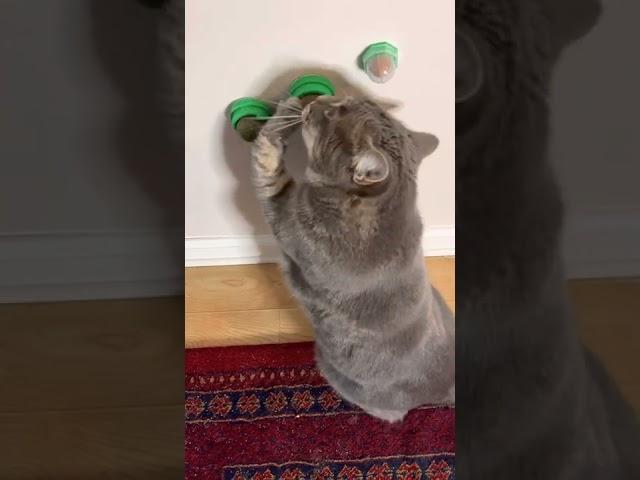 Catnip Song