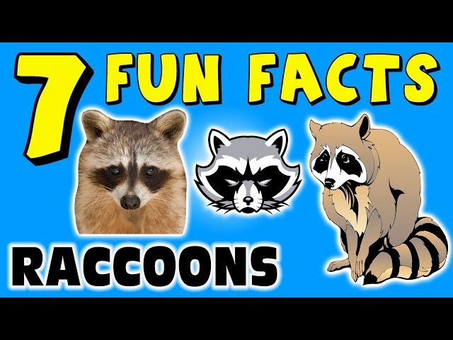 7 FUN FACTS ABOUT RACCOONS! FACTS FOR KIDS! Raccoon! Paws! Tree Learning Colors! Funny! Sock Puppet!