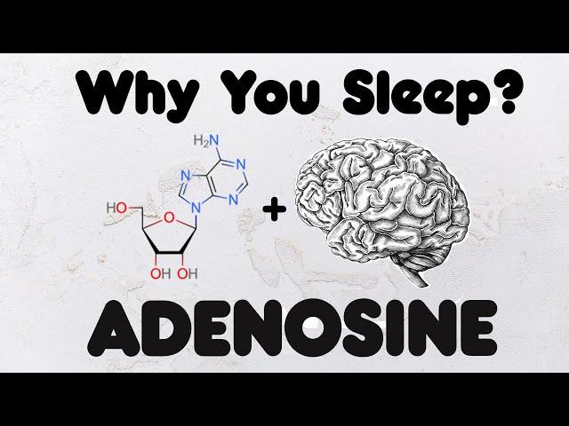 Adenosine - How A Tiny Molecule Controls Your Sleep