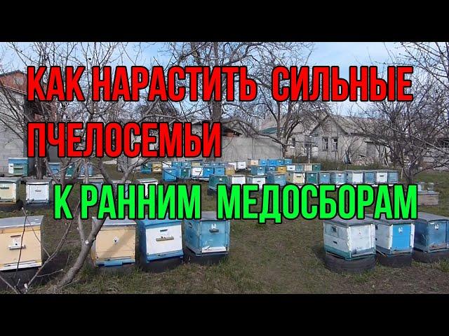 Как стимулировать наращивание сильных пчелосемей  ранней весной к медосборам с рапса и белой акации