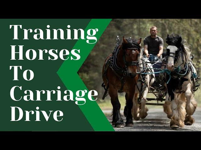 Training horses to carriage drive! (our method!)