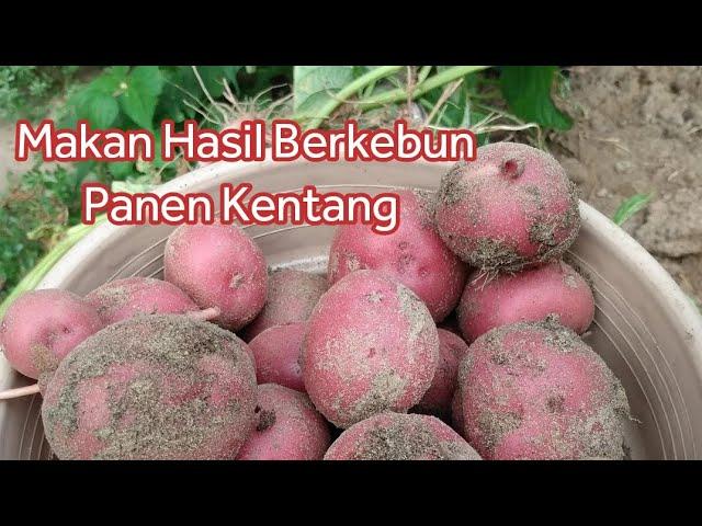 PONAKAN IKUT BERKEBUN  | Vlog Sastri Kesey