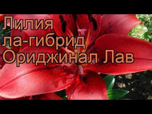 Лилия ла-гибрид Ориджинал Лав (lilium)  обзор: как сажать, луковицы лилии Ориджинал Лав