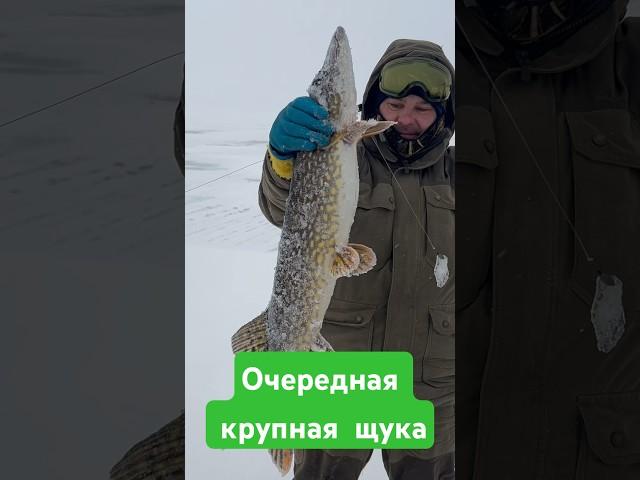 Крупная щука на жерлицу.Ставьесли хочешь поймать такую же#топ #рыбалка #карелия