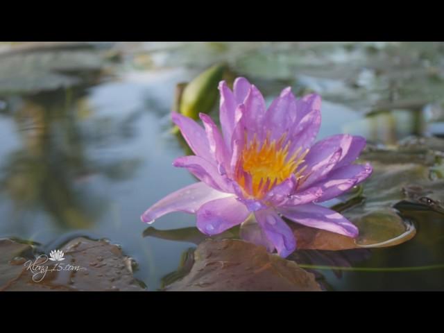 Nymphaea ‘Turtle Island Violicious’ Exclusive HXT™ Hardy Water Lily