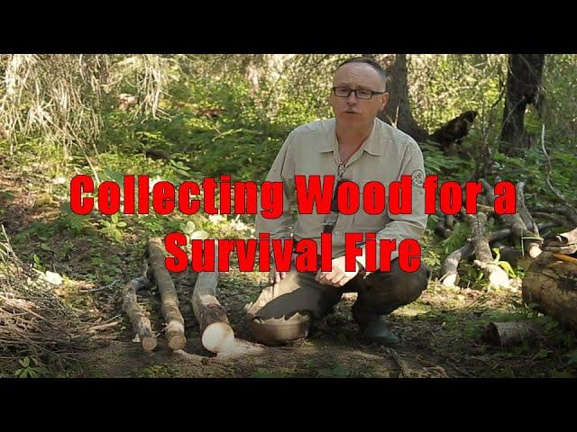 Collecting Wood for a Survival Fire