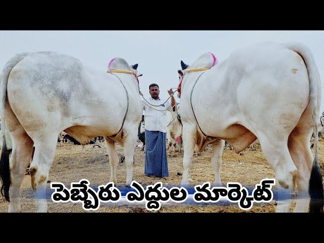 Ongole Cattles Market In Wanaparthy-Telangana Cattle Market-Pebbair Ox Market-Pebbair Santha Today