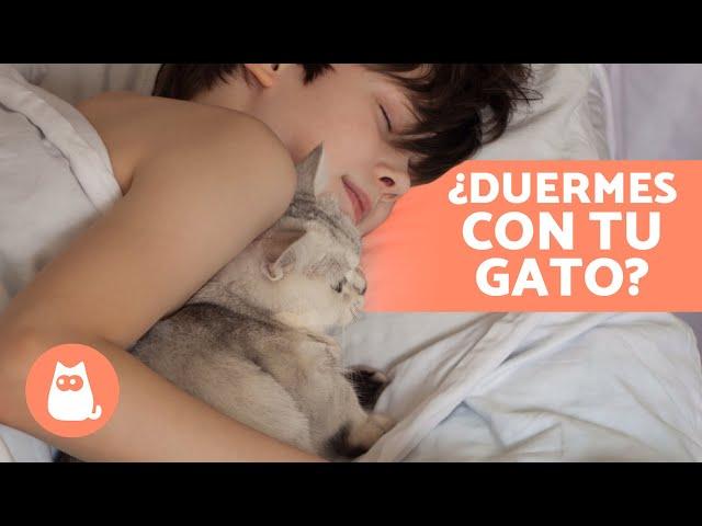 5 BENEFICIOS de DORMIR con tu GATO  ¿Es Bueno Dormir con Tu Gato?