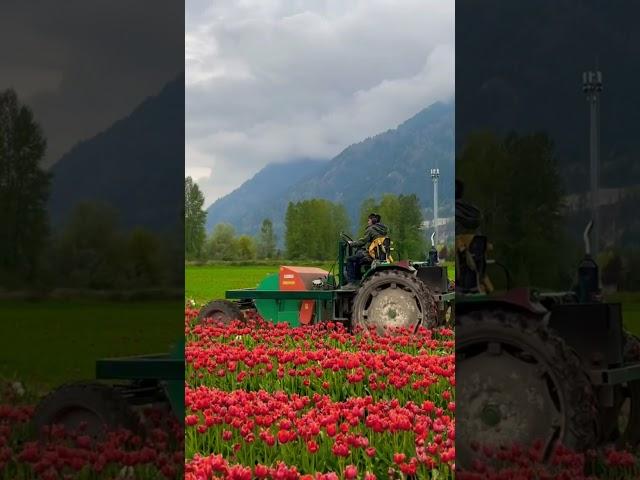 Destroying Tulips! British Columbia, Canada