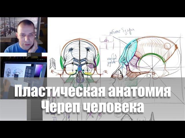 Череп человека / Видеокурс /Пластическая анатомия - А. Рыжкин