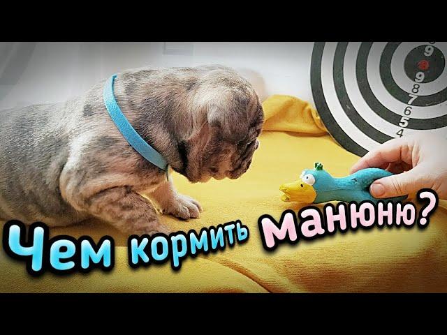 Как и чем кормить маленького щенка? Мокрый нос