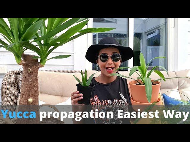 Yucca plant propagation - The easiest way | How to propagate yucca plant | Repotting a young Yucca.