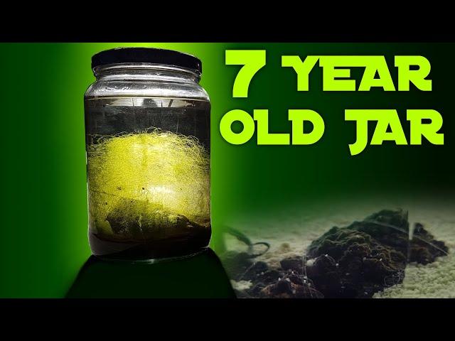 A 7 YEAR OLD CLOSED ECOSYSTEM IN A JAR - The Natural Ecosphere